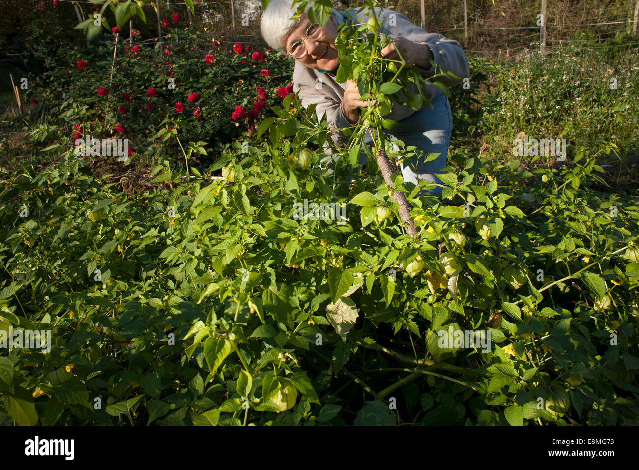 Garten elektrisch Fotos und Bildmaterial in hoher Auflösung Alamy