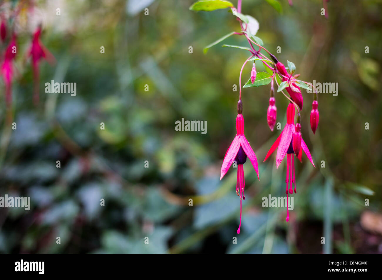 Fuchsia mit Exemplar Stockfoto