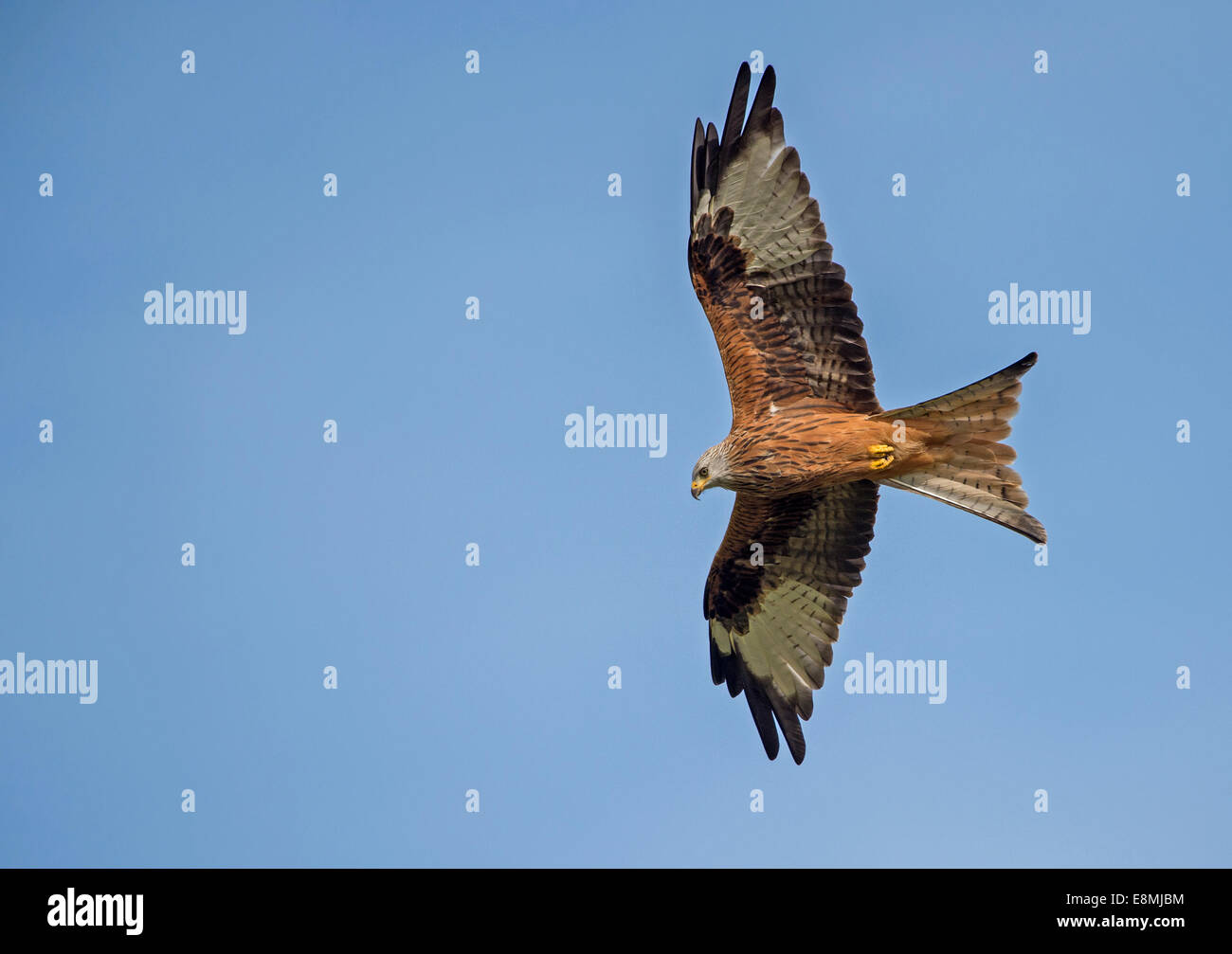 Rotmilane erheben sich über Gigrin Farm in Wales Stockfoto