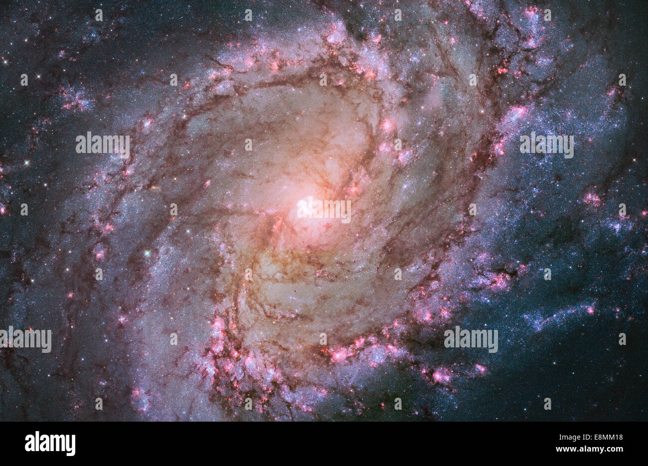 Die lebendige Magenta und Blues in das Hubble-Bild der vergitterten Spiralgalaxie M83 zeigen, dass die Galaxie in Flammen mit Sterne f Stockfoto