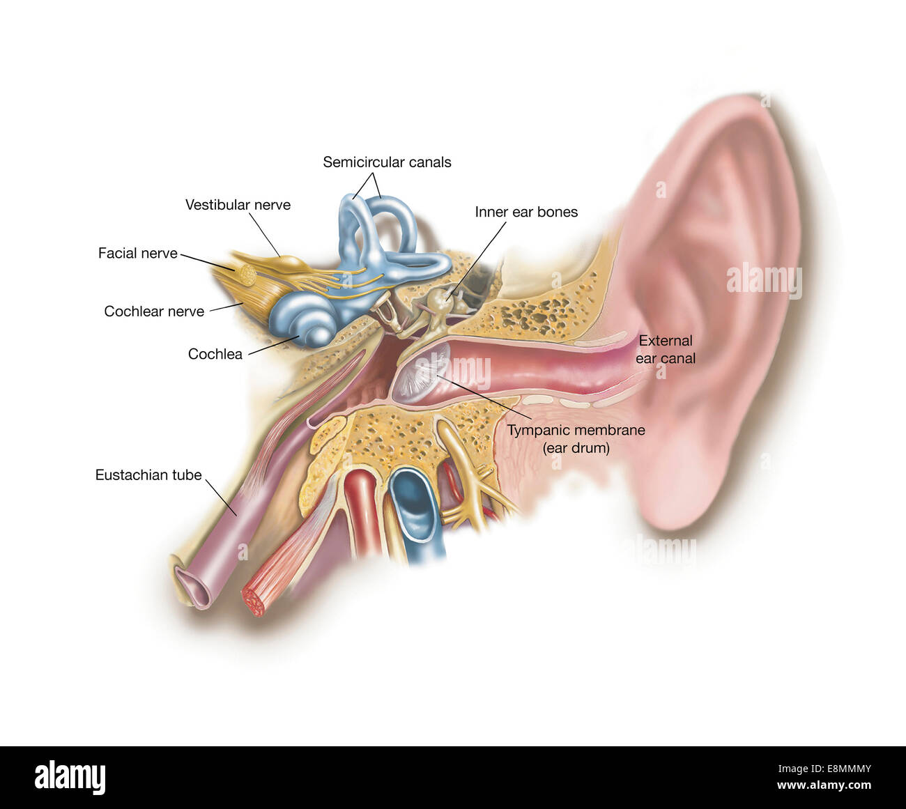 Anatomie des menschlichen Ohrs. Stockfoto