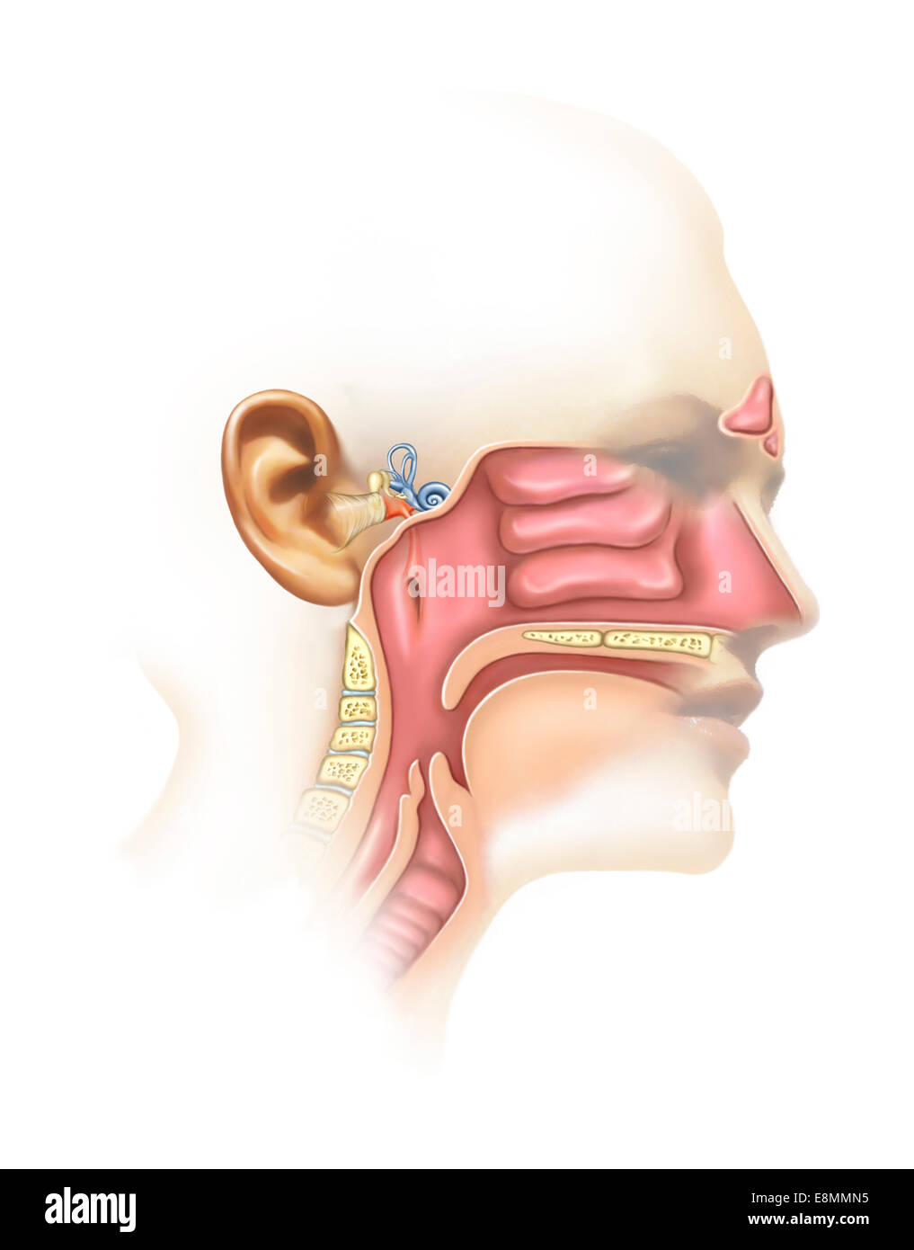 Anatomie des Innenohres und Nebenhöhlen. Stockfoto