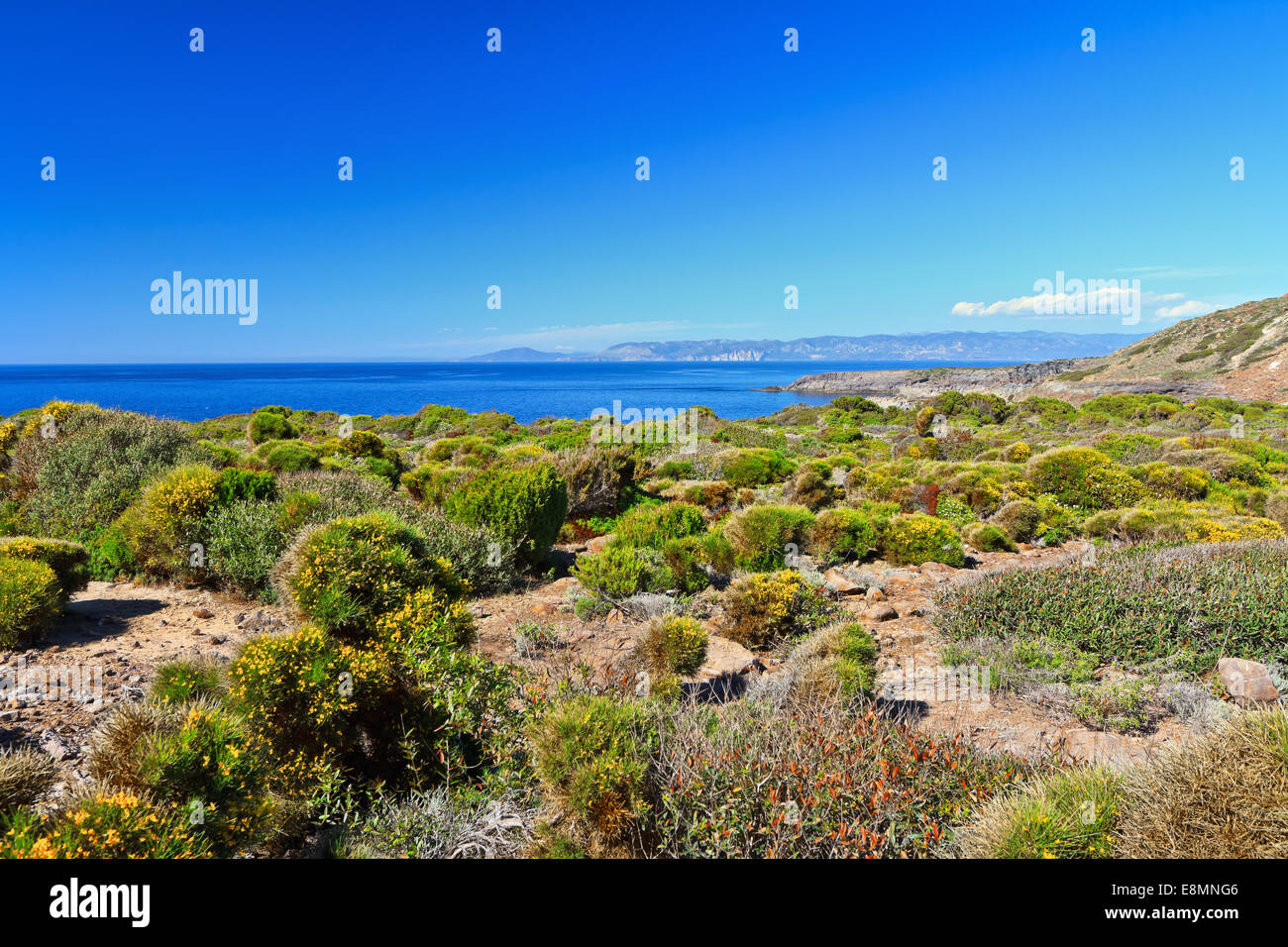 mediterrane Vegetation in Insel San Pietro, Sardinien, Italien Stockfoto