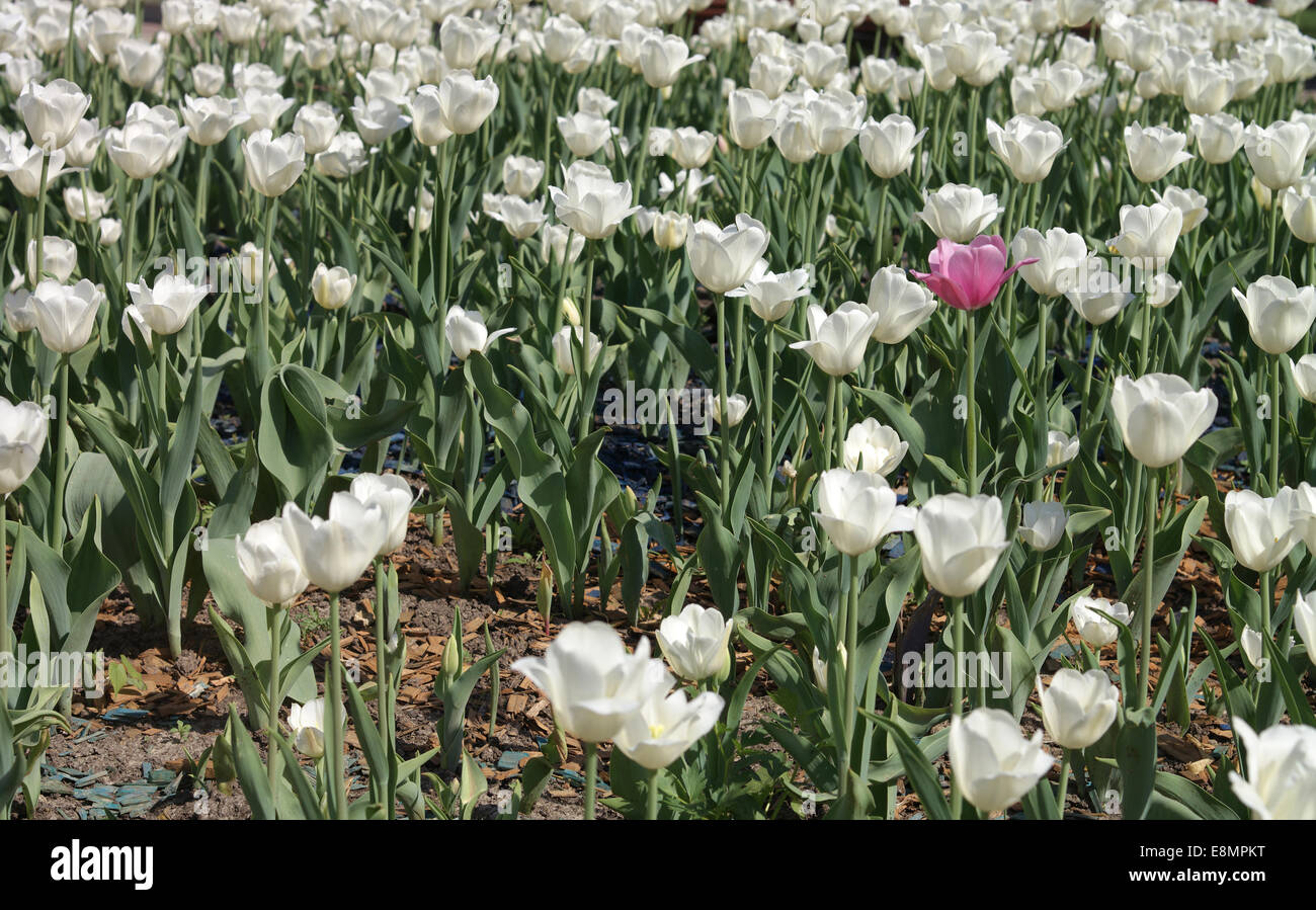 Weiße Tulpen im Frühling Stockfoto