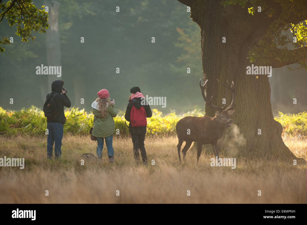 Richmond Park, London, UK. 11. Oktober 2014. UK-Wetter ist ideal für Spurrinnen, brüllen und jagen Weibchen. Die jährliche Furche läuft für ein paar Wochen von Mitte September in den Oktober. Eine Gruppe von Besuchern hier eine enge Begegnung zu einem der größten Männer, die beiläufig an ihnen vorbei, ein paar Meter entfernt ging. Bildnachweis: Andrew Walmsley/Alamy Live-Nachrichten Stockfoto