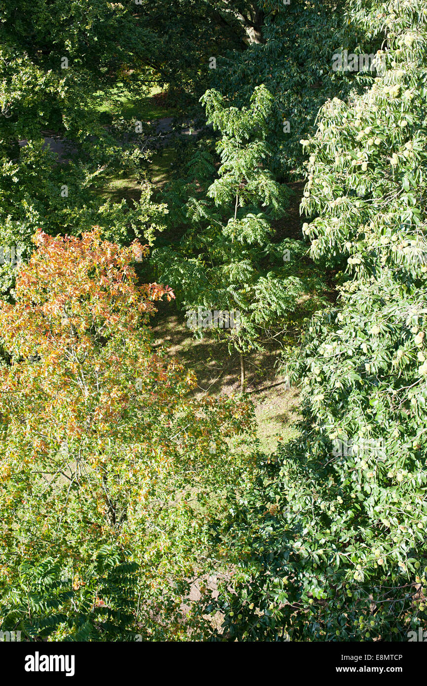 Blick hinunter auf den Boden von Xstrata Treetop Walkway in Kew Gardens, Richmond. Stockfoto