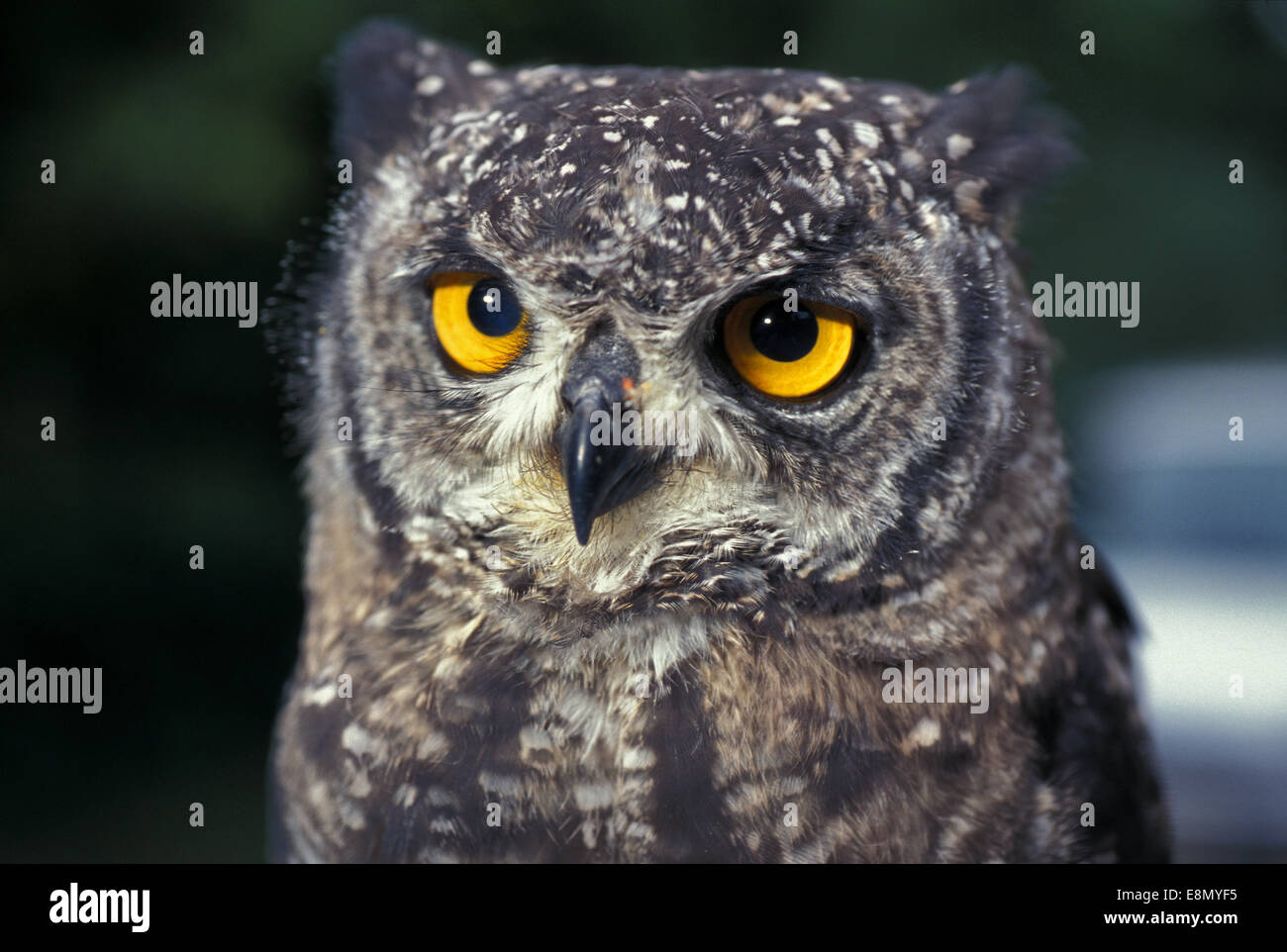 Steinkauz, Athene Noctua, Civetta, leptogrammica Lazio, Italien Stockfoto