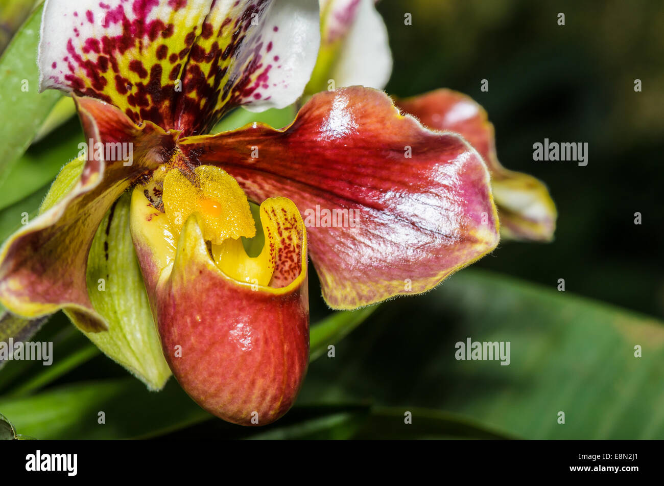 Pantoffel Orchidee (Paphiopedilum), mit exotischen Blumen geformt und seltene Flora. Stockfoto