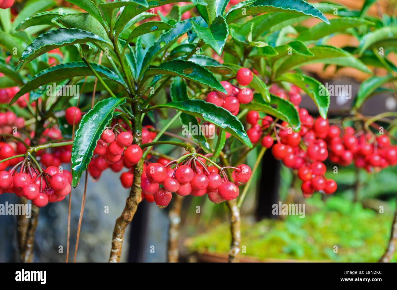 Ardisia Crenata (Myrsinaceae) Pflanzen klein und hell rote Früchte Stockfoto