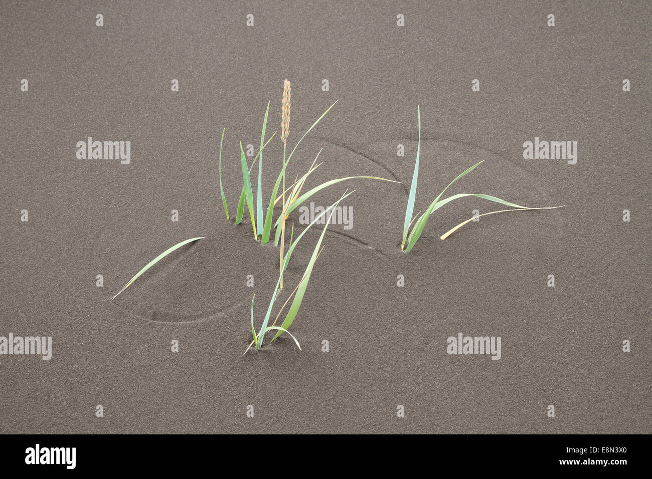 Grass in schwarzen Dünen (Island) Stockfoto