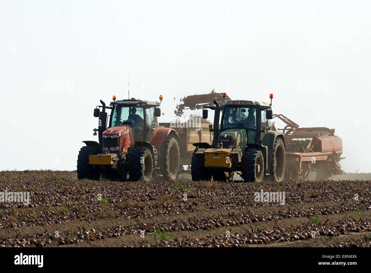 Zwiebeln Ernten Capel St Andrew Suffolk UK Stockfoto