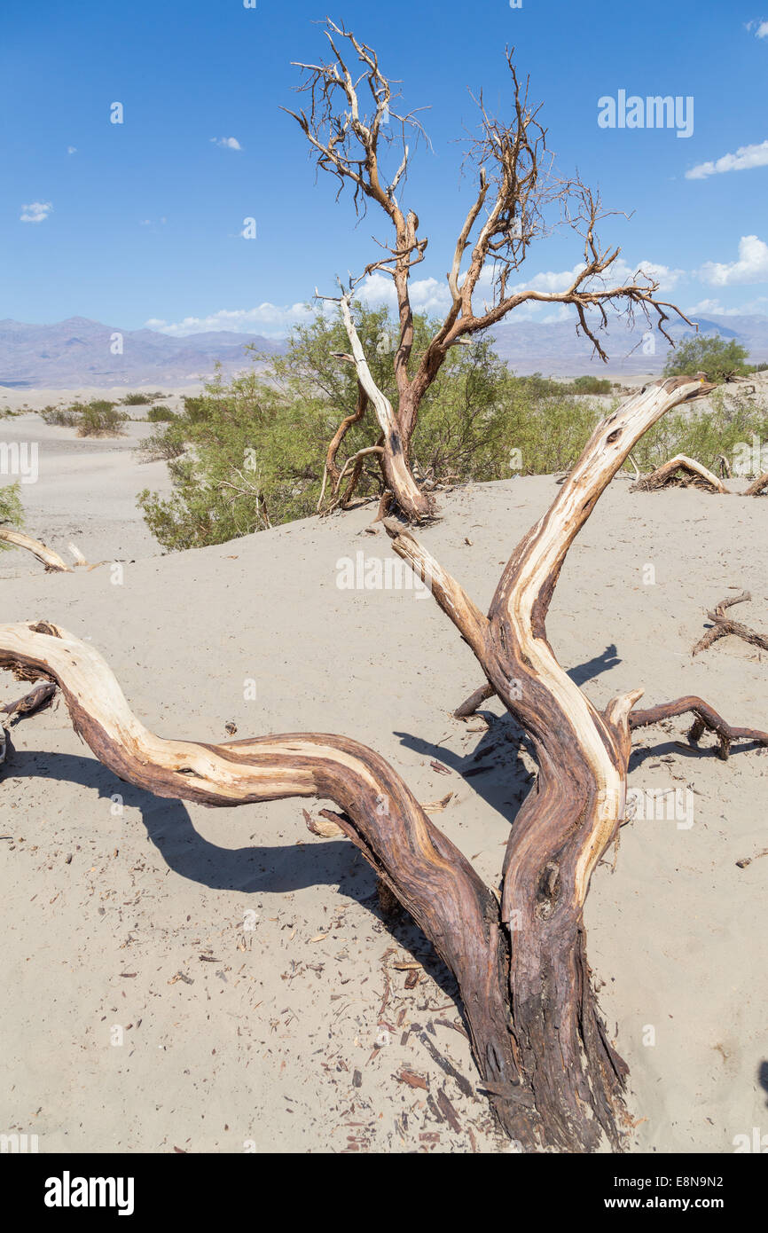 Mesquite flache Sanddünen im Death Valley, Mojave-Wüste in Kalifornien, USA Stockfoto