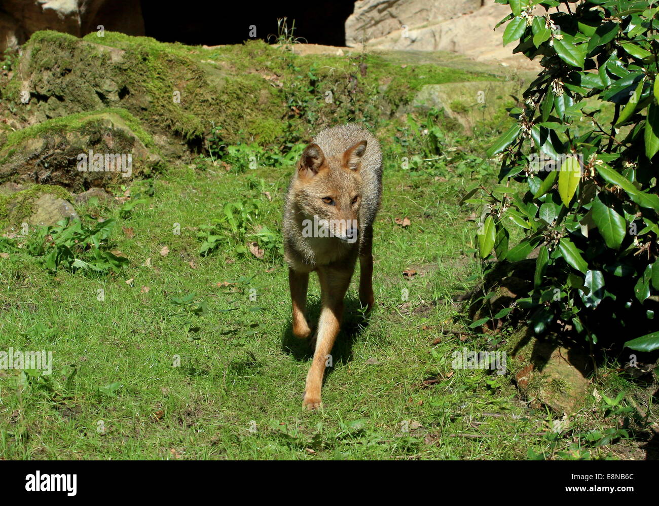 Goldene oder gemeinsame Jackal (Canis Aureus) zu Fuß Stockfoto