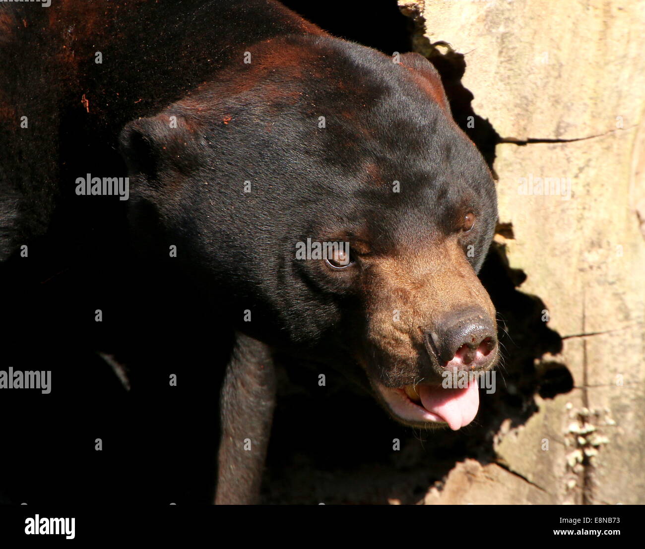 Südostasiatische Sun Bear "oder" Honig-Bären (Helarctos Malayanus) Nahaufnahme des Kopfes auf der Suche nach Nahrung, Zunge heraus Stockfoto