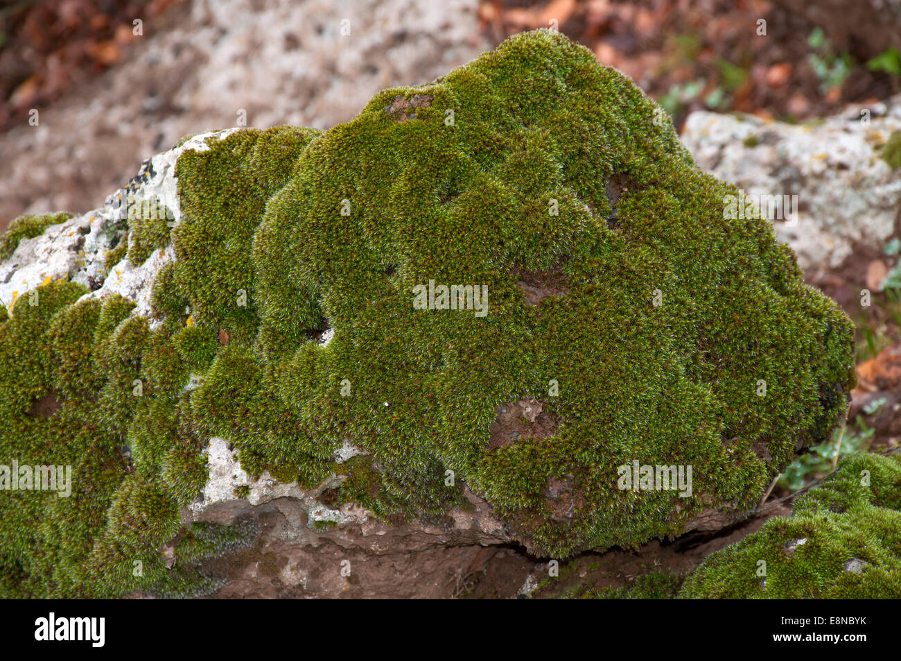 Moos auf einem Stein Stockfoto