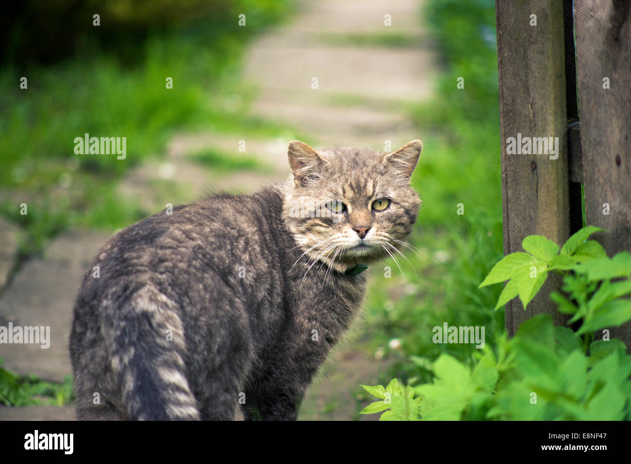 streunende Katze Rückblick auf Dorf Weg Stockfoto