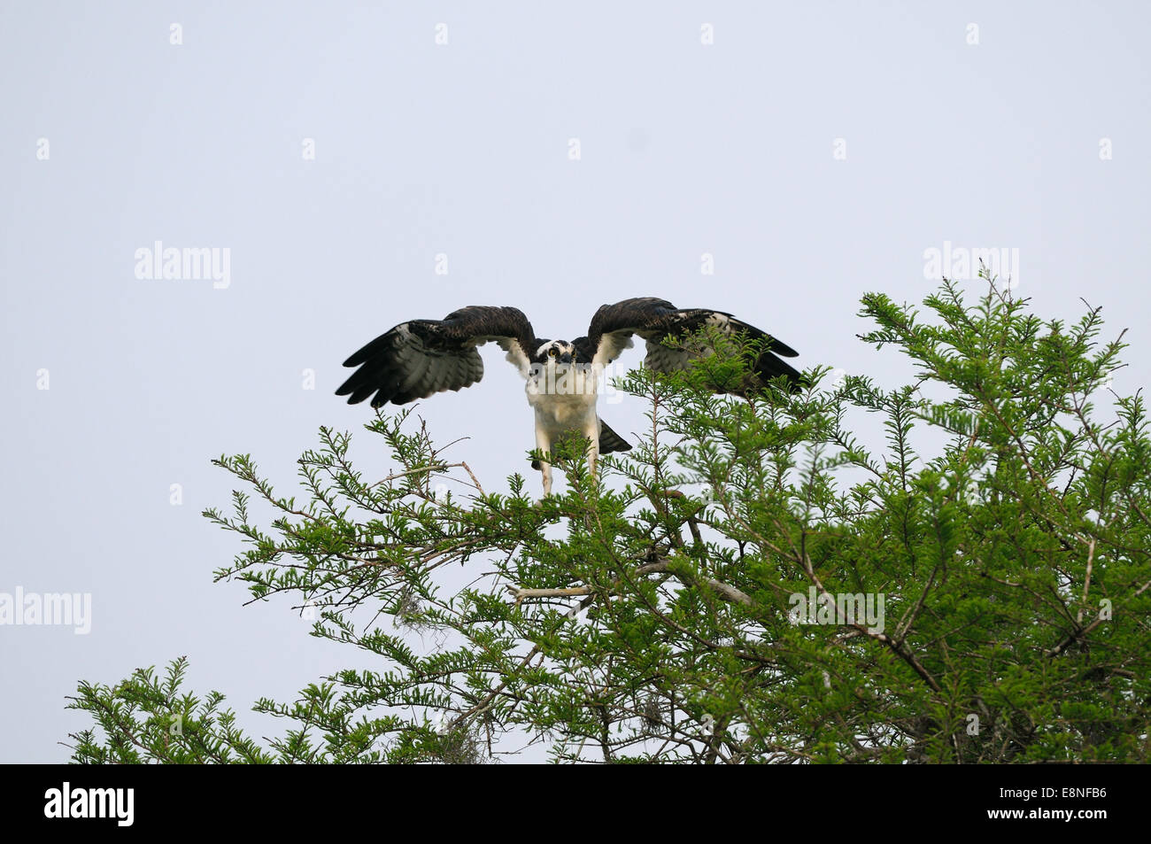 Osprey im frühen Morgen Licht bei Blue Cypress See in Indian River County, Florida. Stockfoto