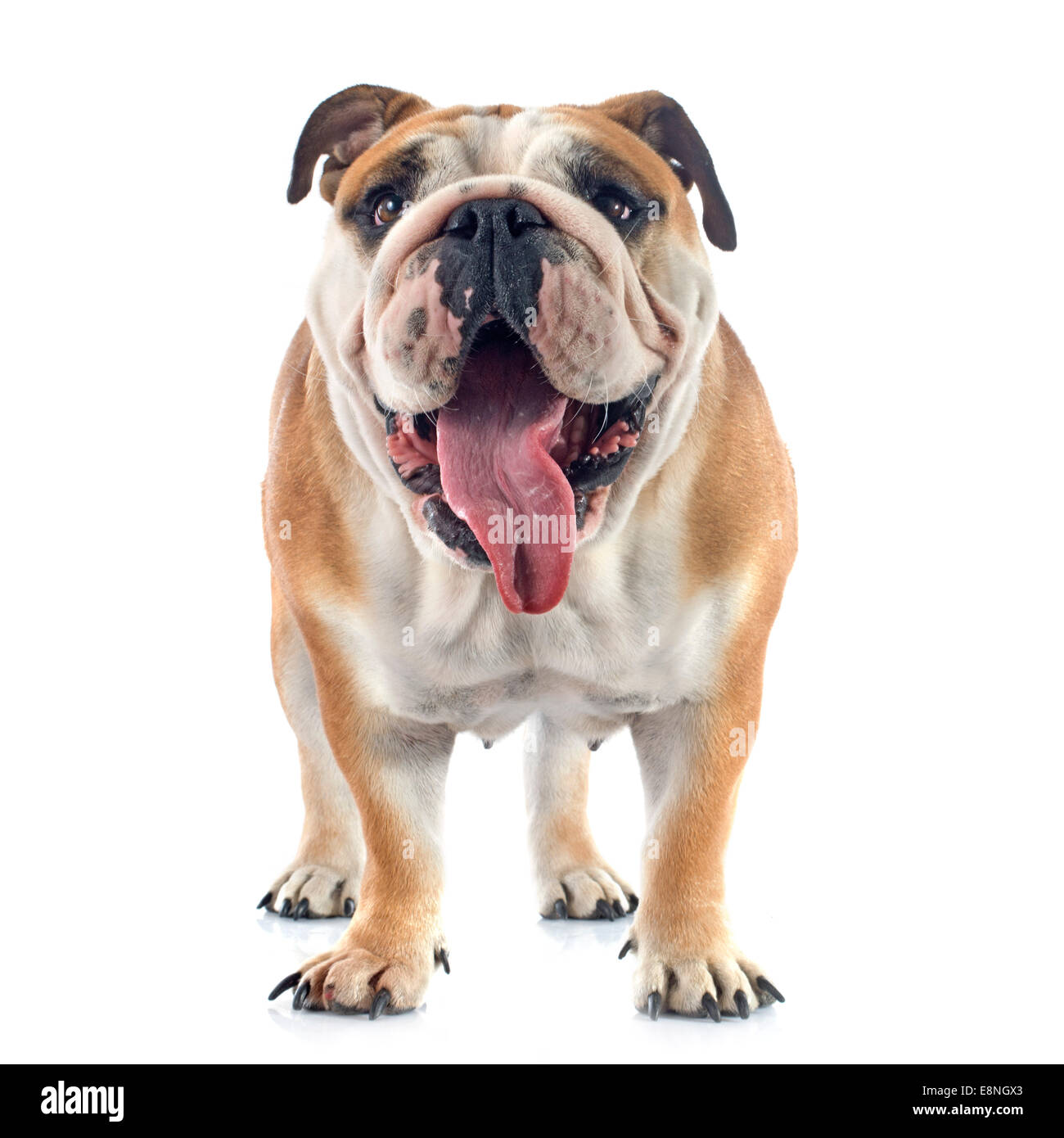 englische Bulldogge vor weißem Hintergrund Stockfoto