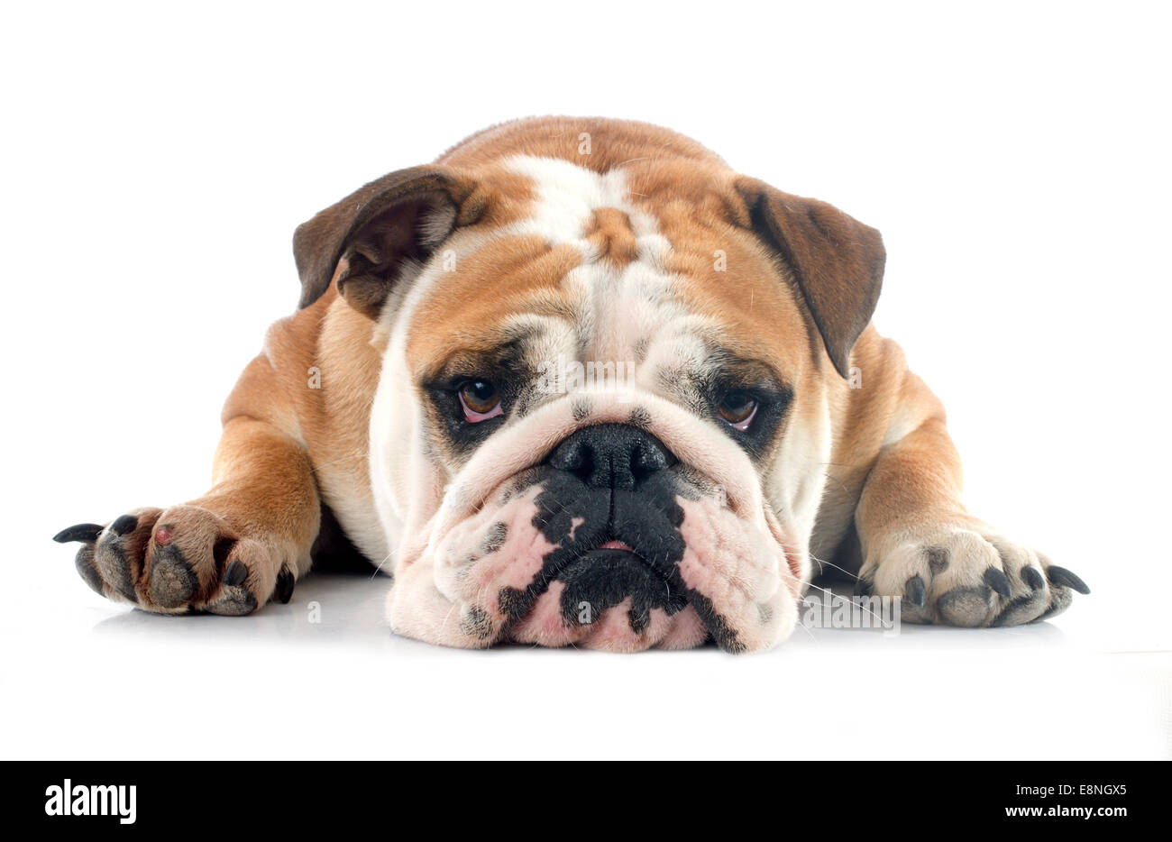 englische Bulldogge vor weißem Hintergrund Stockfoto