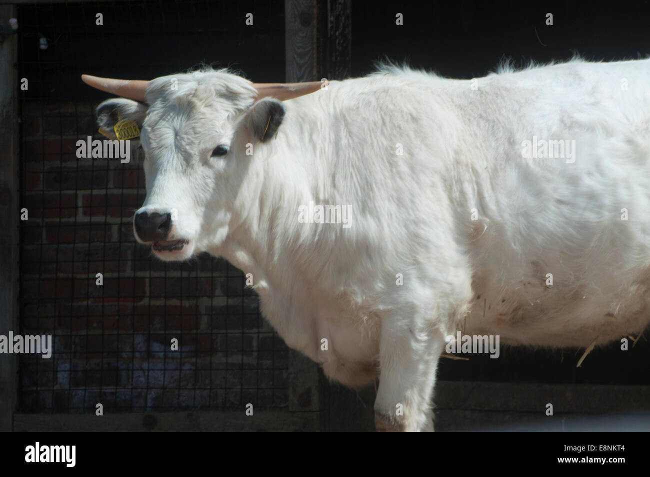 Seltene rasse rinder -Fotos und -Bildmaterial in hoher Auflösung – Alamy
