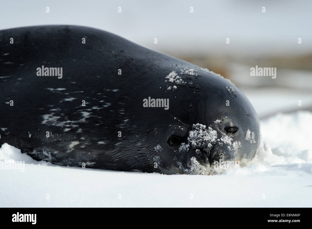 Weddell Seal (Leptonychotes Weddelli) entspannend im Schnee, Terra Nova Bay, Gondwana, Antarktis. Stockfoto