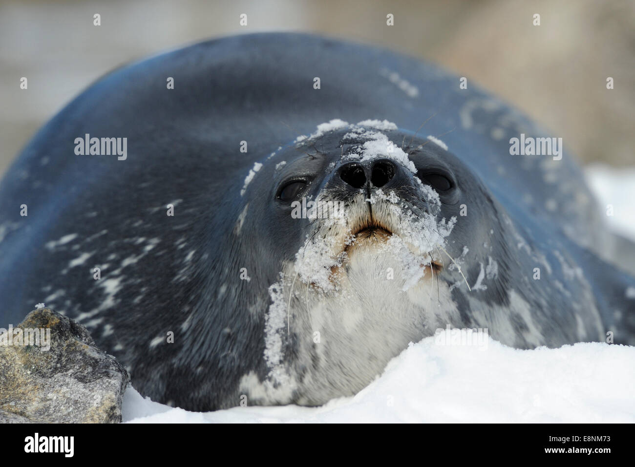 Weddell Seal (Leptonychotes Weddelli) entspannend im Schnee, Terra Nova Bay, Gondwana, Antarktis. Stockfoto