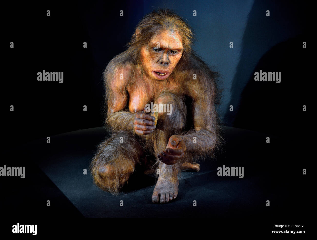 Spanien, Burgos: Hominid "Lucy" (Australopithecus Afarensis) im Museum der menschlichen Evolution Stockfoto