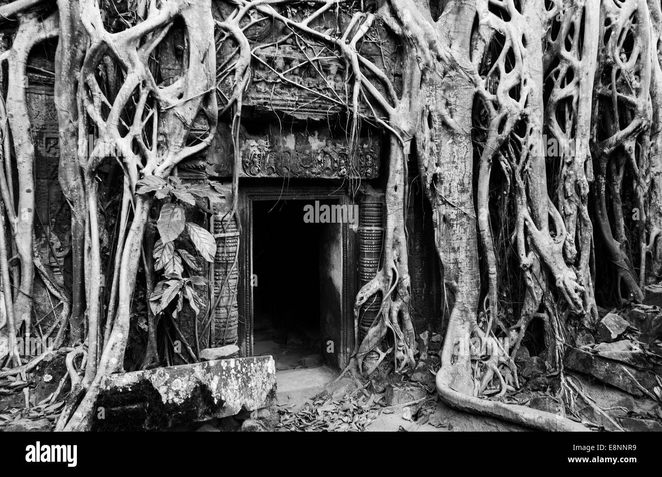TA Reap Prohm Tempel (Rajavihara), Angkor, Siem, Kambodscha Stockfoto