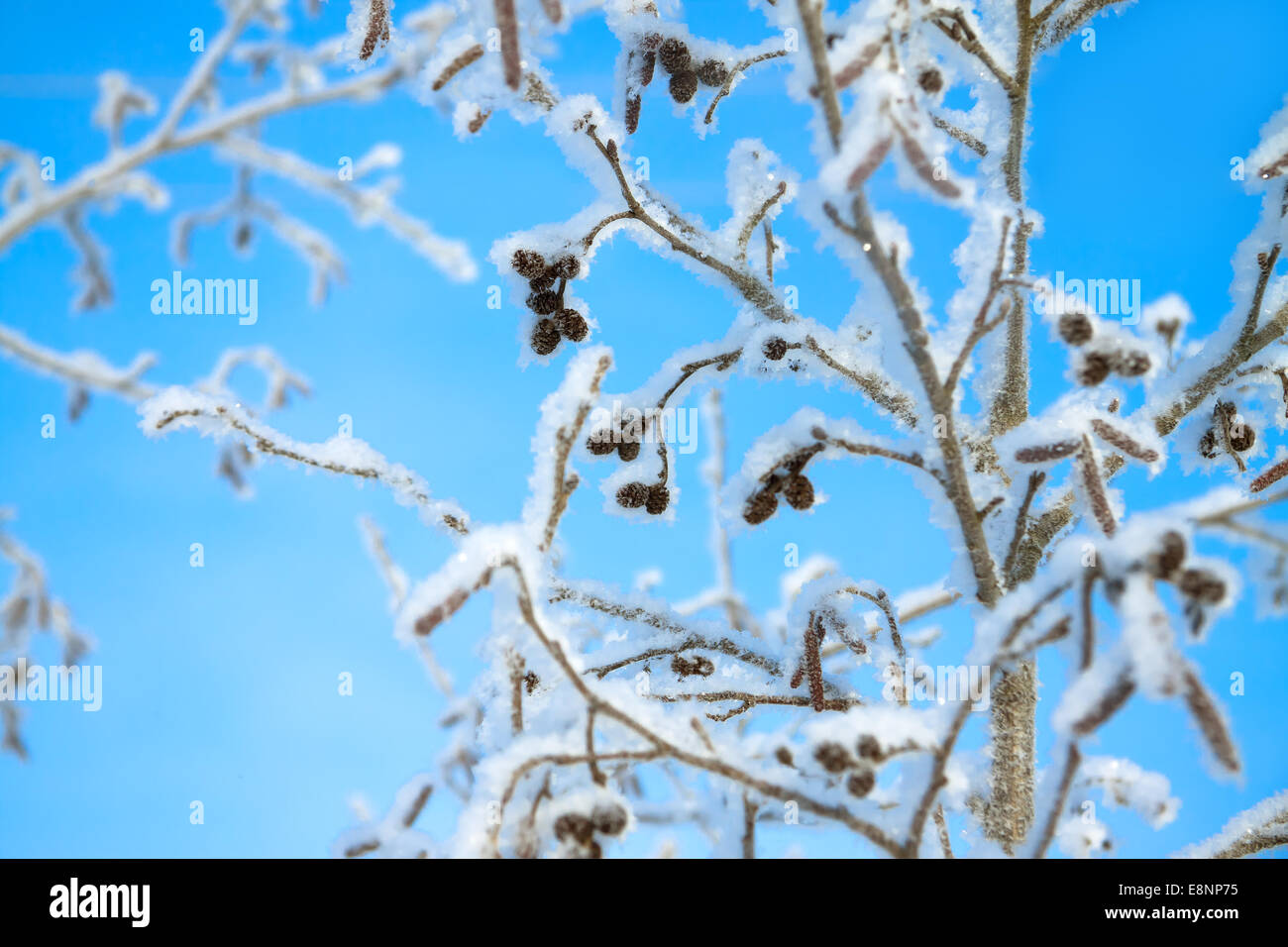 Baum im Winter schneebedeckt auf Hintergrund den blauen Himmel Stockfoto