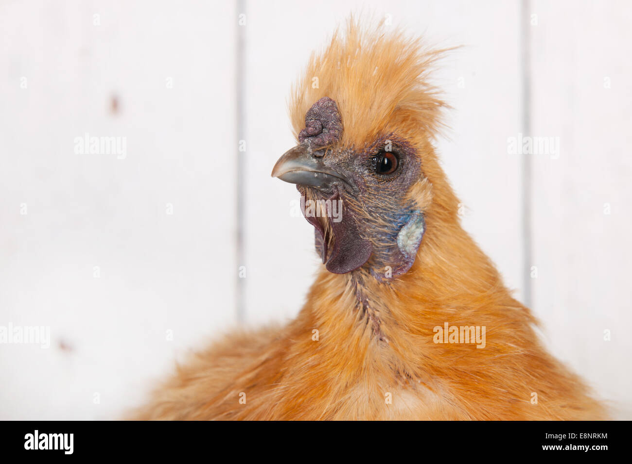 Leiter der braunen Silkie Hühner im Hühnerstall Stockfotografie - Alamy