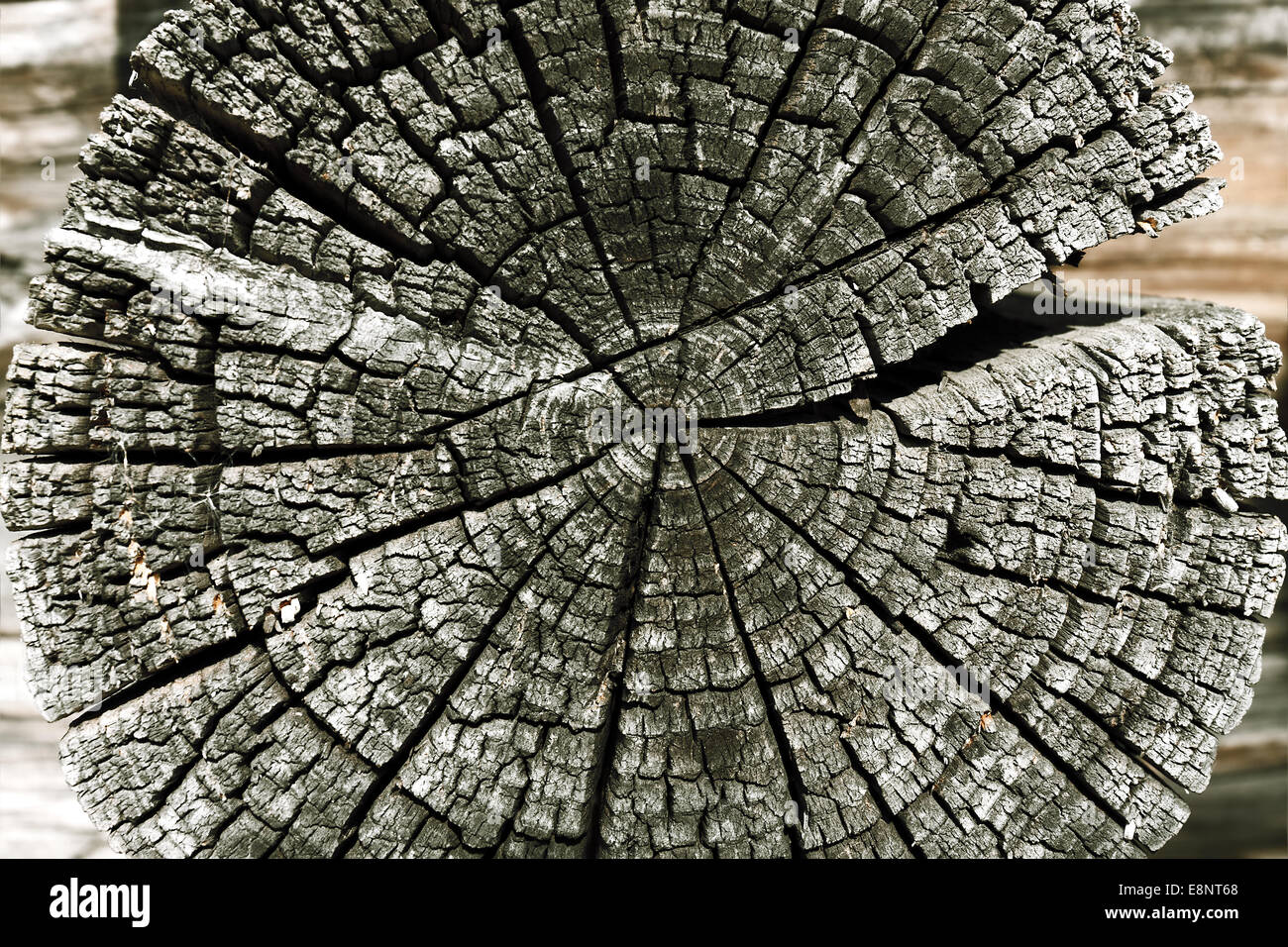 Das Holz Querschnitt der Baumstamm Jahresringe auf rissige Holzscheit Stockfoto