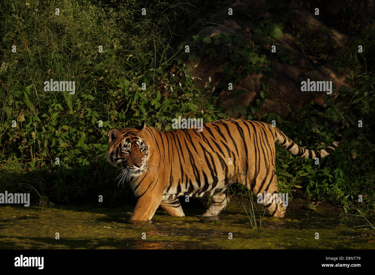 Royal Bengal Tiger schwimmt durch den Monsun Gewässern des Ranthambhore Stockfoto