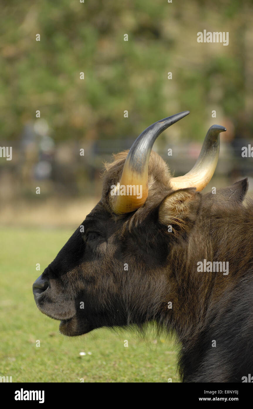 Gaur (Bos Gaurus), indische Bison im ZSL Whipsnade Zoo, Bedfordshire, UK (nur zur redaktionellen Nutzung) Stockfoto