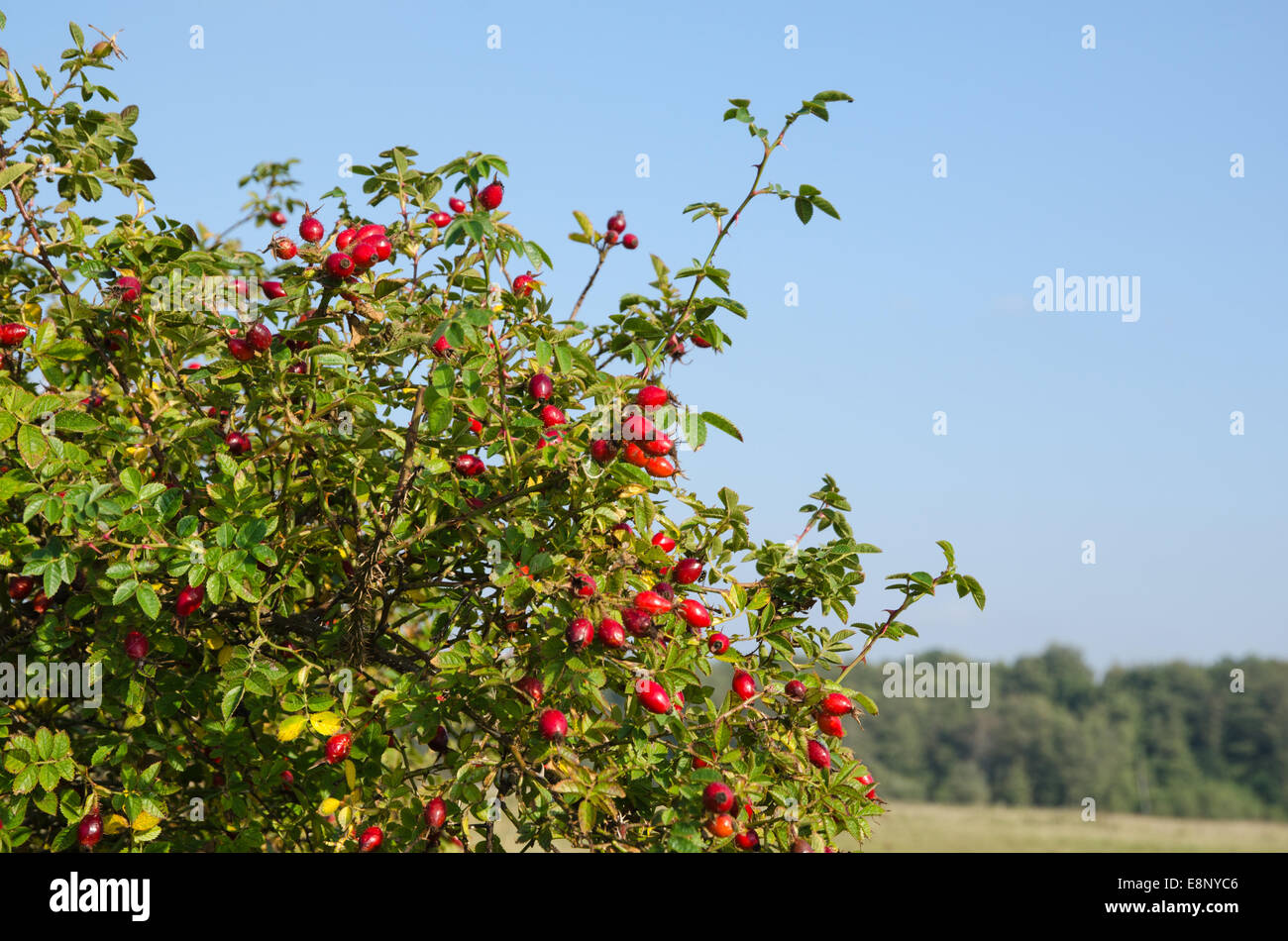Hagebutten Busch Mit Reif Huften Alles Vorbei Stockfoto Bild