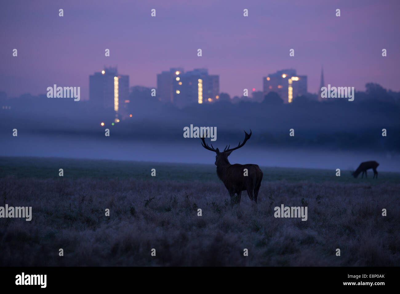 Herbstlichen Morgendämmerung in Richmond Park. Stockfoto