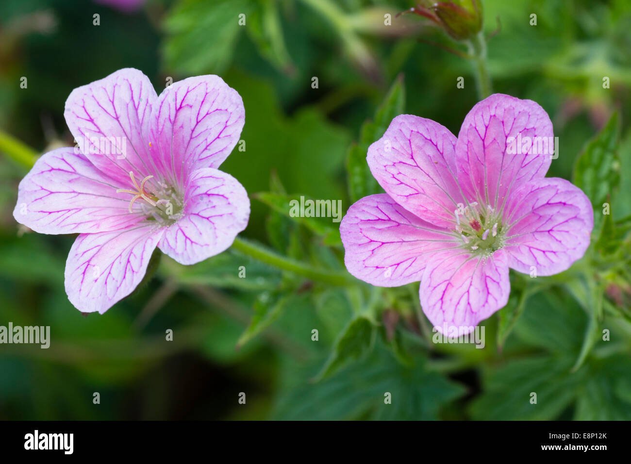 Blumen von winterharte Geranie, Geranium X Oxonianum 'A. T. Johnson' Stockfoto