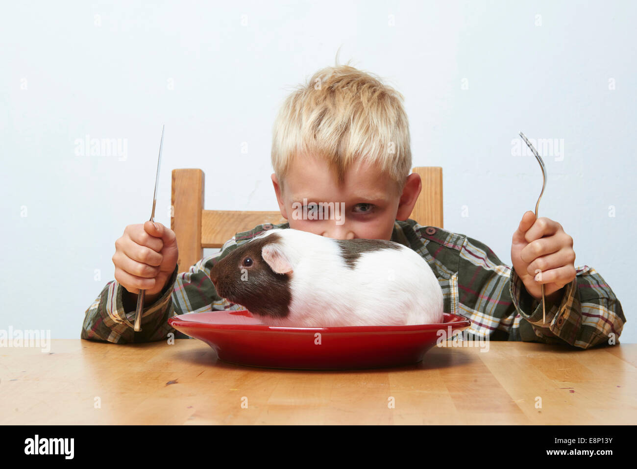 Kind blonde Junge sitzt am Tisch, immer bereit, mit Besteck Meerschweinchen (rohes Fleisch) sitzt auf einem roten Teller Essen Stockfoto