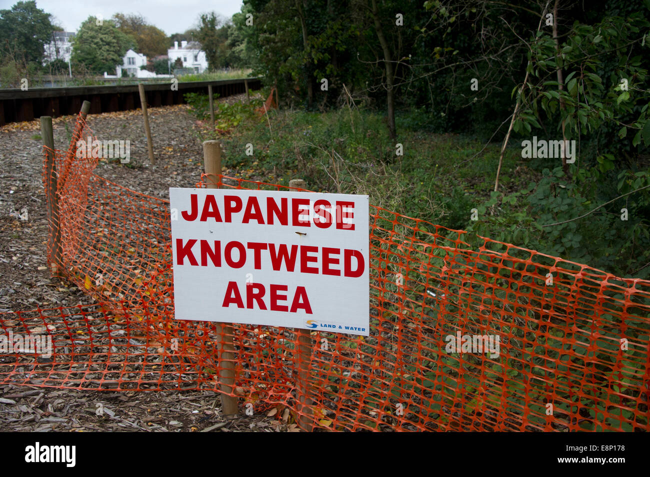 Ein Schild Warnung der Japanischen Knöterich invasion Stockfoto