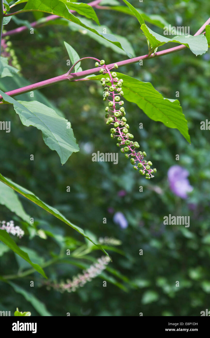 Eine amerikanische Frankreich Pflanze mit der Entwicklung von Beeren am Ende des Sommers Stockfoto