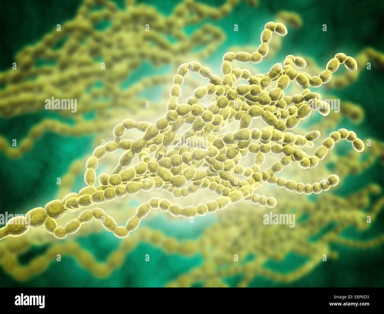 Mikroskopische Ansicht von Penicillium Expansum, ein Schimmel-Pilze, die Effekte von Pflanzen wie Äpfel und ähnliche Früchte. Dieser Pilz ist weiß Stockfoto