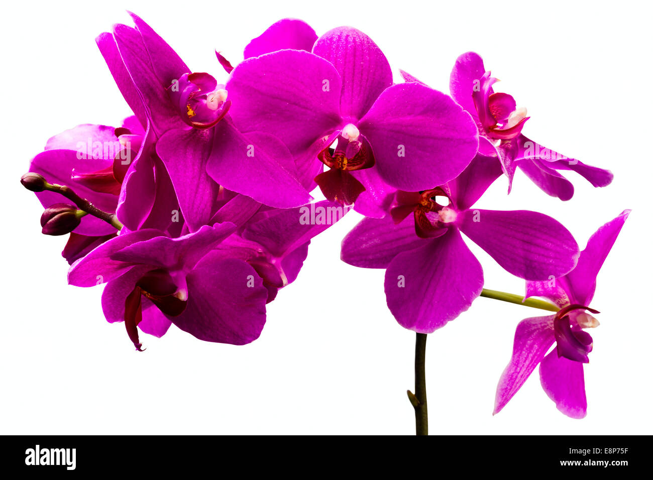 wunderschöne rote Orchidee Blume auf weißem Hintergrund Stockfoto