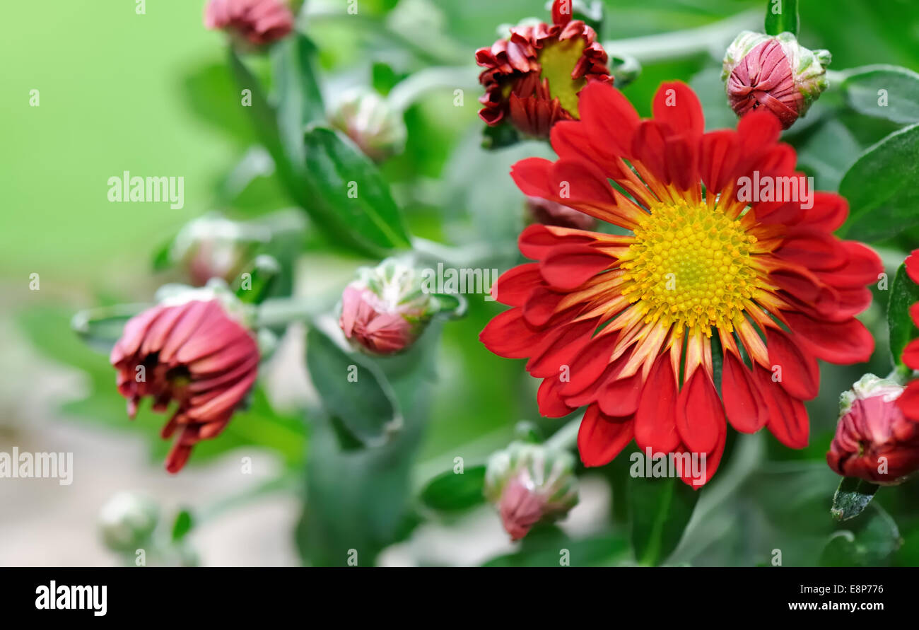 Schließen Sie auf eine schöne Chrysantheme Blume Stockfoto