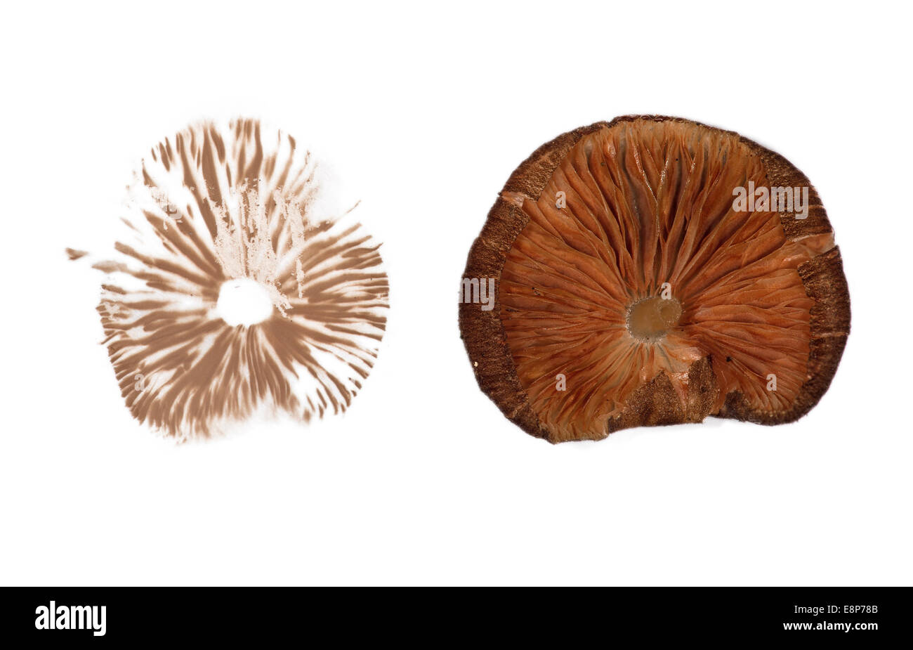 Spore print von einem Pilz der Gattung Pluteus (Pluteaceae), Tambopata National Reserve, Madre De Dios, Peru Stockfoto