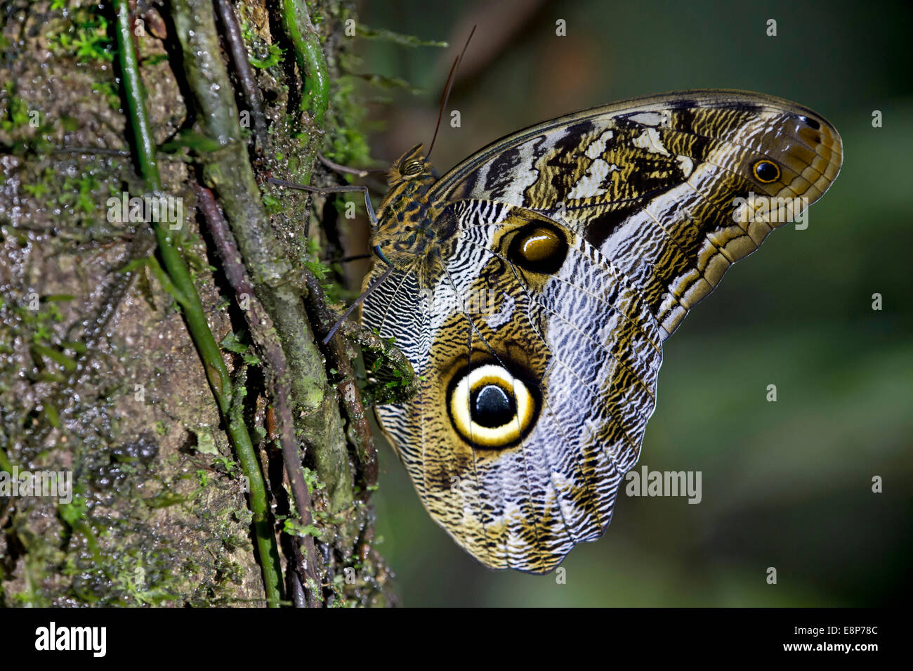 Eule Schmetterling (Caligo Eurilochus), Pinsel-footed Schmetterling Familie (Nymphalidae), Tambopata National Reserve, Madre De Dios, Peru Stockfoto