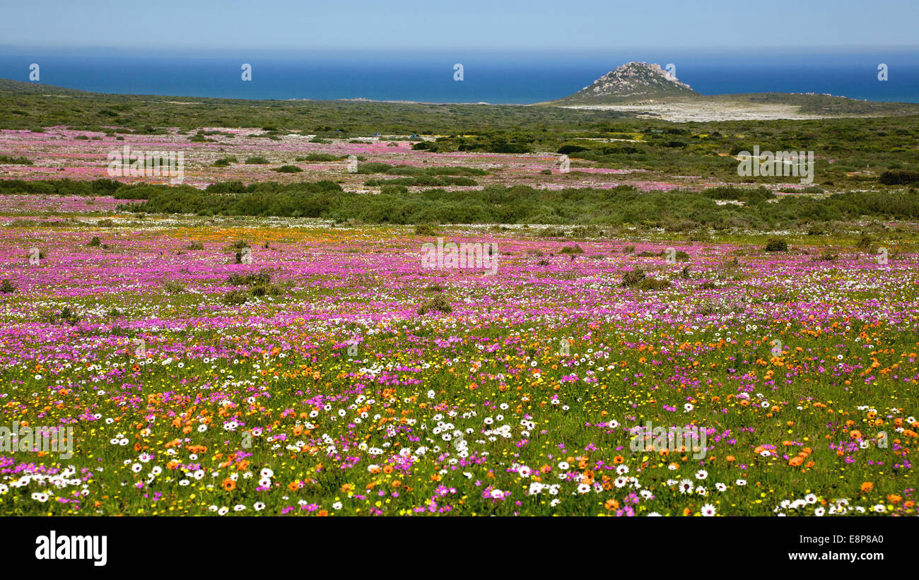 Eine Fülle von Wildblumen wachsen in der West Coast National Park, in der Nähe von Langebaan in Western Cape, Südafrika. Stockfoto