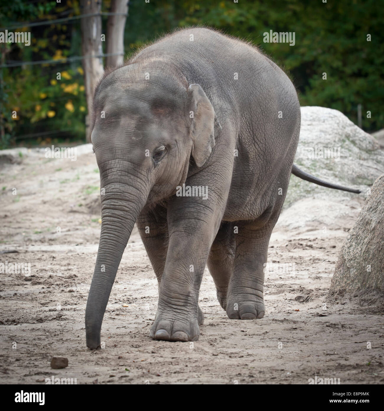 Baby-Elefant im Berliner Zoo Stockfoto