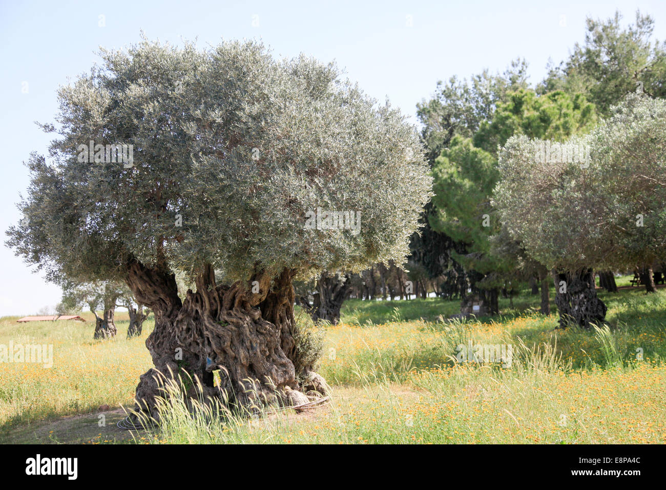 Alten Olivenbaum Stockfoto