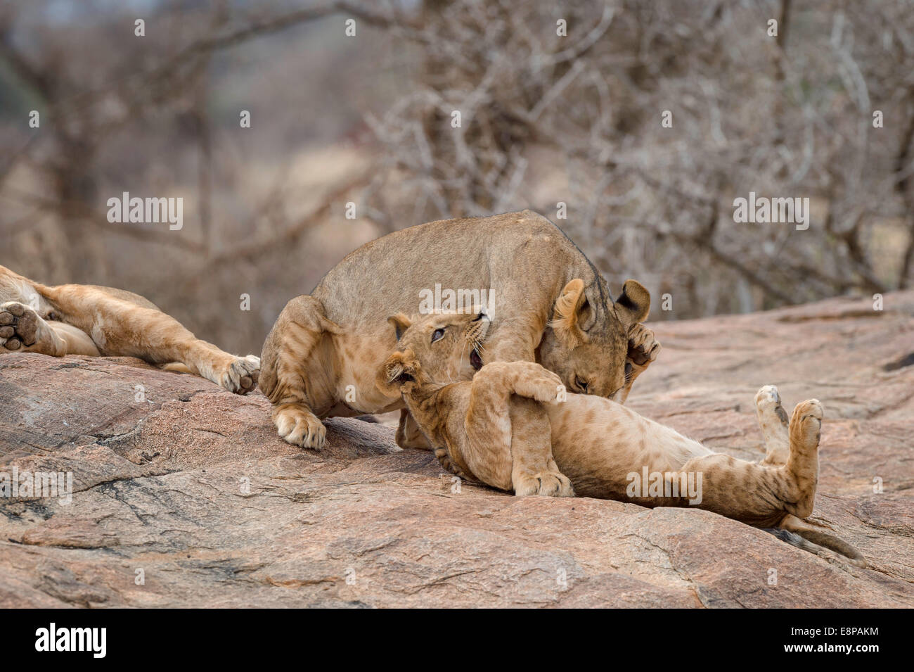 Zwei Löwenbabys spielen auf einem Felsvorsprung Stockfoto