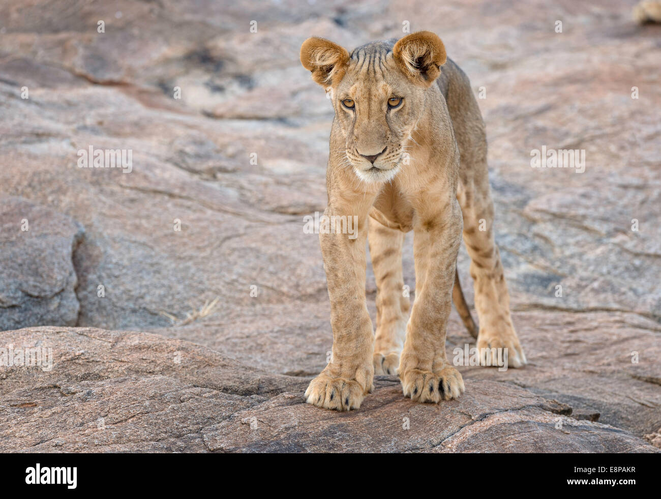 Junge Löwenjunges Beobachtung von einem Felsvorsprung Stockfoto
