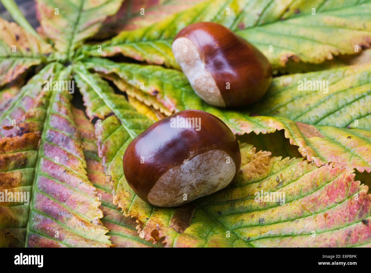 Aesculus Hippocastanum. Zwei Kastanien auf den Blättern. Stockfoto